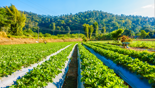 How organic farming is helping the environment?